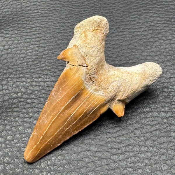 Dent de requin “otodus obliquus” du Maroc (réf dro4) – Image 3