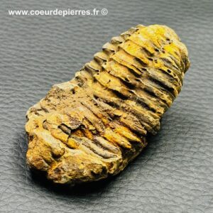 Trilobite commun du Maroc (réf tr16)