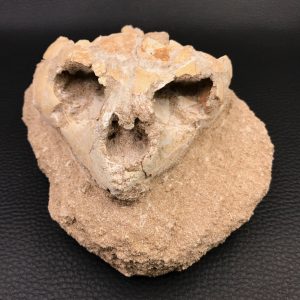 Crâne de tortue fossile (Testudo) du Maroc (réf t2)