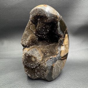 Septaria Sauvage