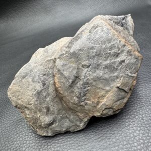 Fossile de fougères