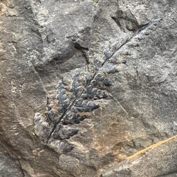 Fossile de Fougères Arborescente (Nord Pas-de-Calais) (réf fc12) – Image 2