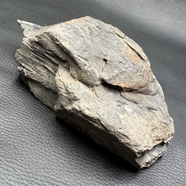 Fossile de Fougères Arborescente (Nord Pas-de-Calais) (réf fc12) – Image 4