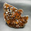 Météorite Pallasite "Sericho" du Kenya (réf mt13) – Image 5