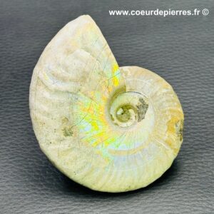 Ammonite iridescente