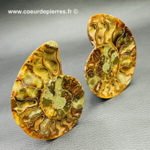 Ammonite sciée de Madagascar (réf as5)