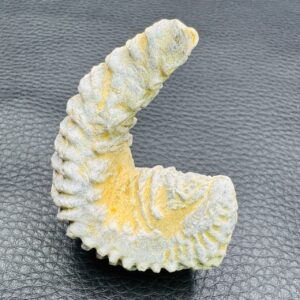 Huitre Fossile