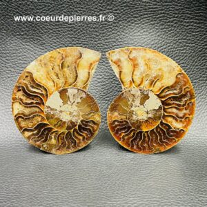 Ammonite Sciée de Madagascar(réf nam2)