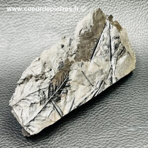 Fossile de fougères arborescente des mines d’Avion (Nord Pas-de-Calais) (réf fc12)