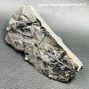 Fossile de fougères arborescente des mines d’Avion (Nord Pas-de-Calais) (réf fc12)