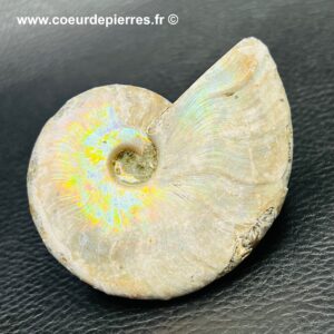 Ammonite iridescente de Madagascar (réf amd7)