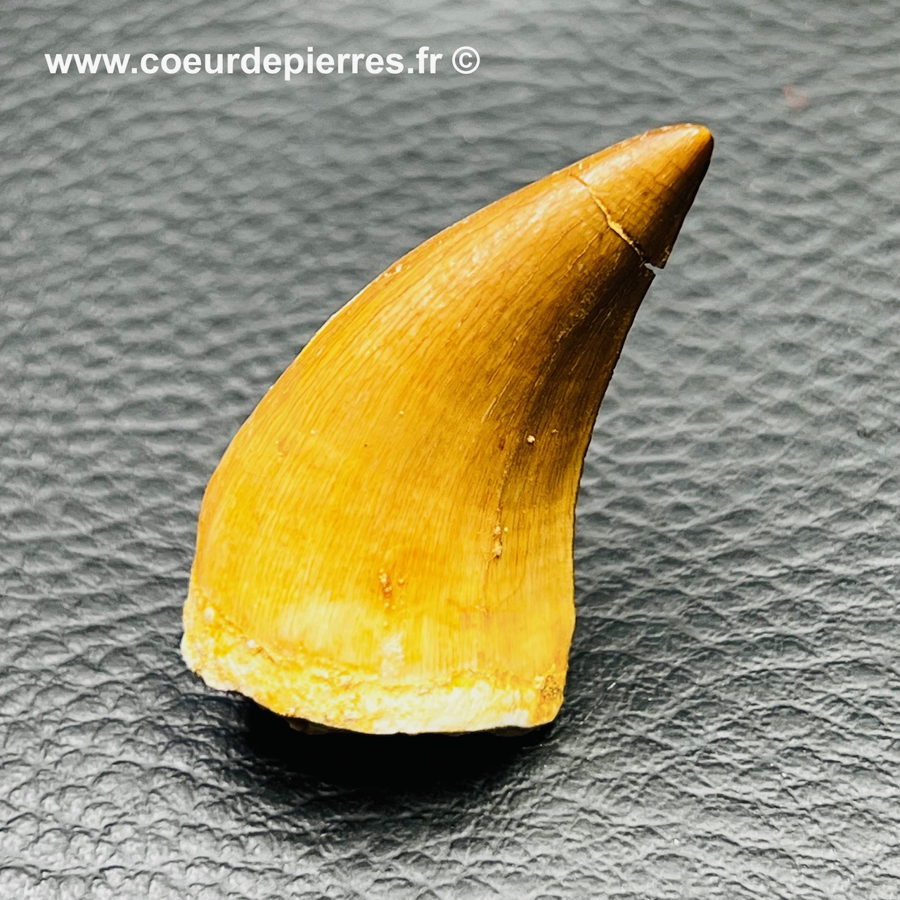 Dent de Mosasaure du Maroc (réf crm42)