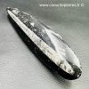 orthoceras