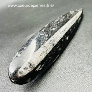 Orthoceras polis du Maroc (réf opt4)