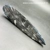 Orthocèras "Fossile poli" du Maroc (réf opt4) – Image 3