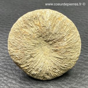 Corail fossile “cyclolites” du Maroc (réf cyl2)