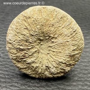 Corail fossile “cyclolites” du Maroc (réf cyl6)