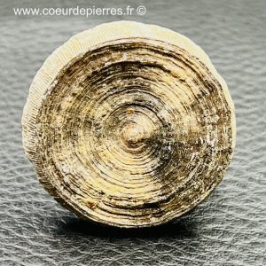 Corail fossile “cyclolites” du Maroc (réf cyl12)