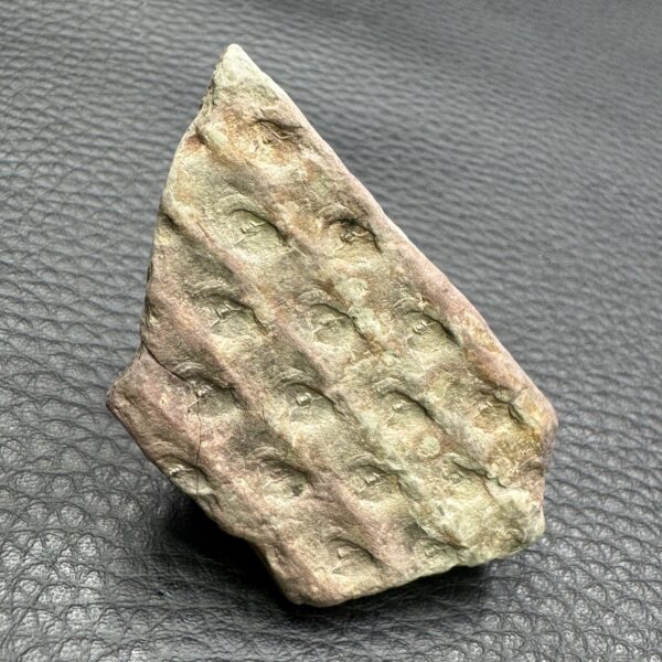 Fossile du Carbonifère "Tronc de Calamite" (réf fc16) – Image 4