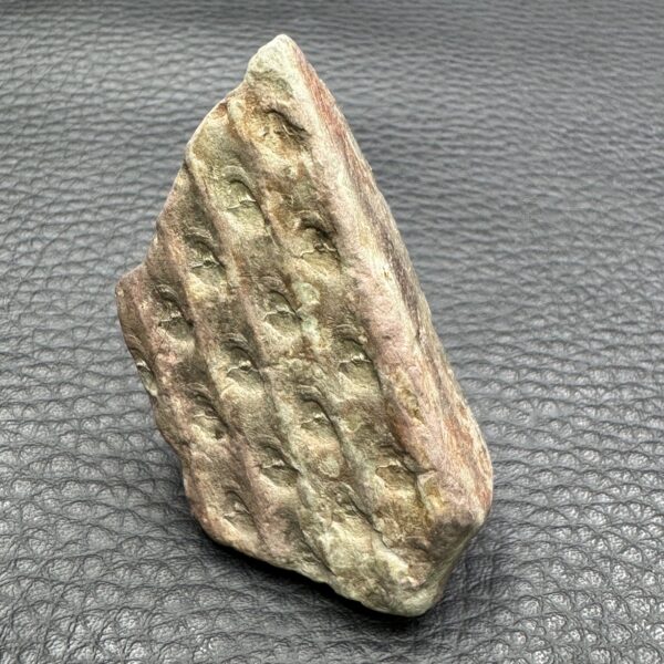 Fossile du Carbonifère "Tronc de Calamite" (réf fc16) – Image 3