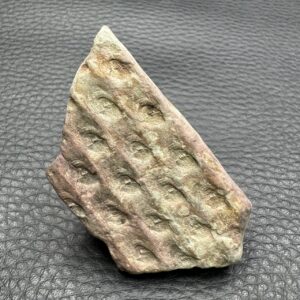 Fossile du Carbonifère
