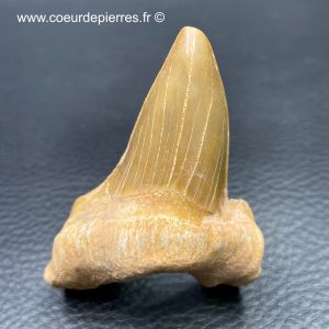 Dent de requin fossile “otodus obliquus” du Maroc (réf dro8)
