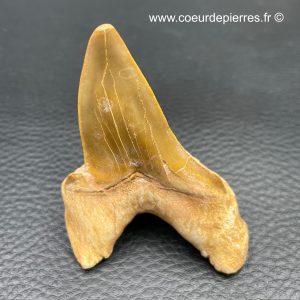 Dent de requin fossile “otodus obliquus” du Maroc (réf dro8)