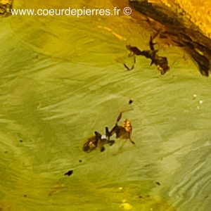 Ambre avec inclusions d’insectes “fourmis” de République Dominicaine (réf ard3)