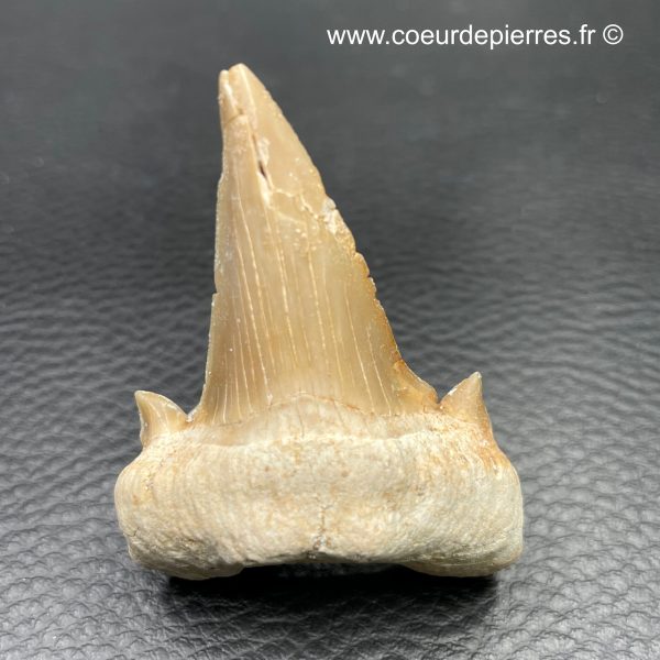 dent de requin fossile otodus obliquus
