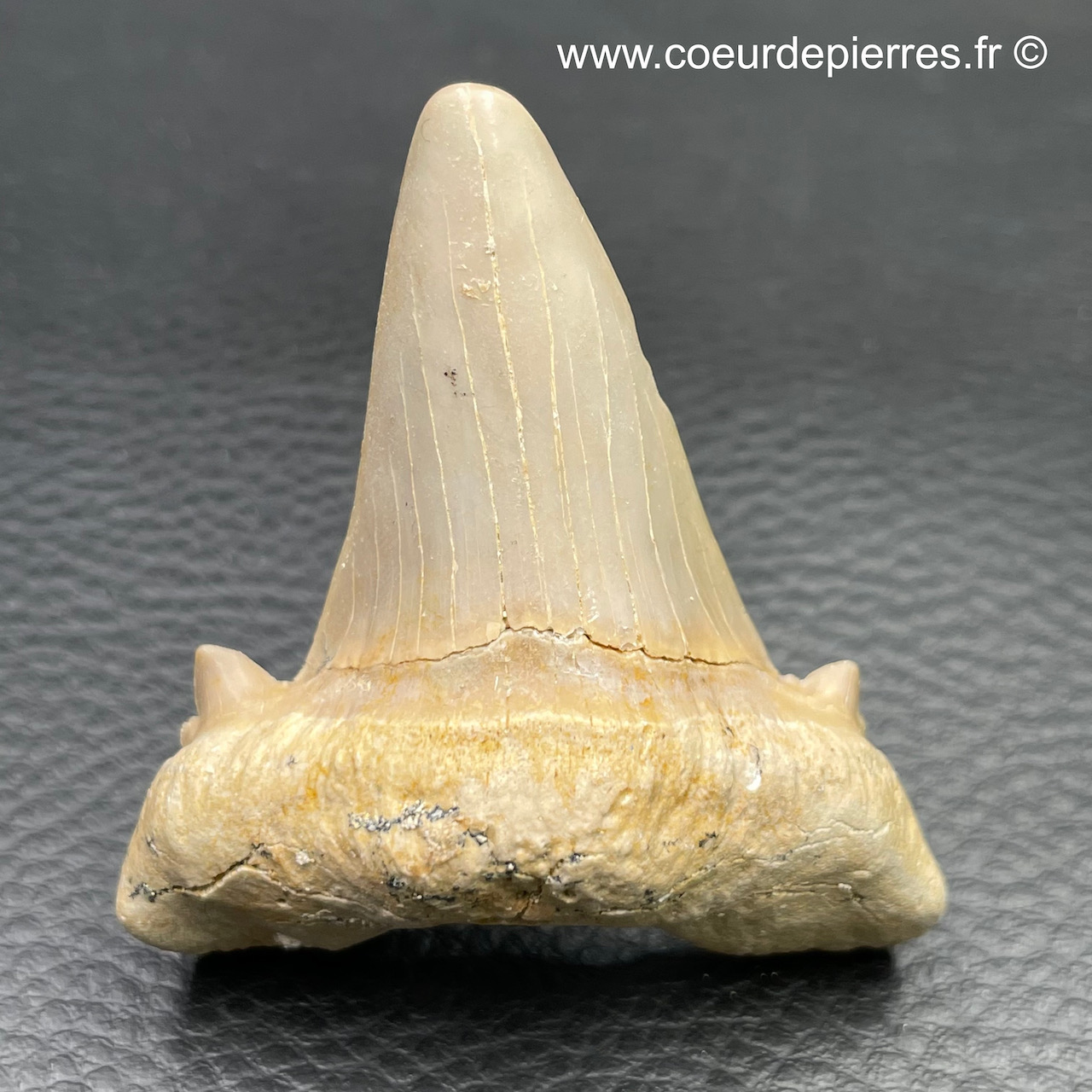 Véritable dent fossile de requin Squalicorax pristodontus 2/3 cm Origine Maroc 