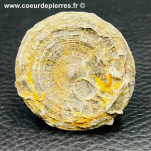 Corail fossile “cyclolites” du Maroc (réf cyl8)