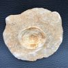 Vertèbre de Requin Fossile Otodus Obliquus du Maroc (réf vt5) – Image 2