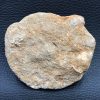 Vertèbre de Requin Fossile Otodus Obliquus du Maroc (réf vt5) – Image 3