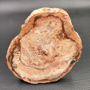 Tranche de bois fossile de Madagascar (réf tb6)
