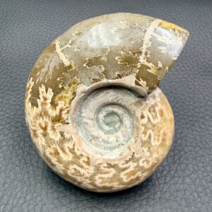 Ammonite Fougères