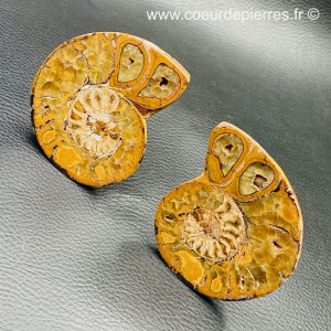 Ammonite sciée de Madagascar (réf cr2)