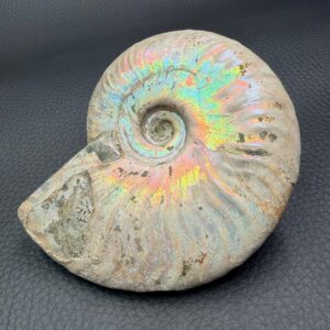 Ammonite Iridescente