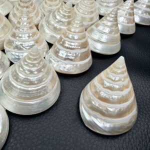 Coquille de Nacre Naturelle
