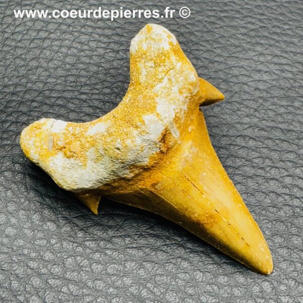 Dent de Requin Fossile