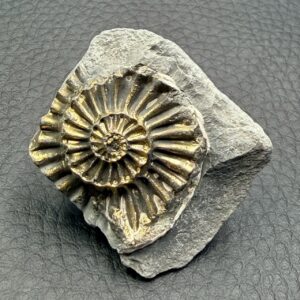 Ammonite Pyriteuse