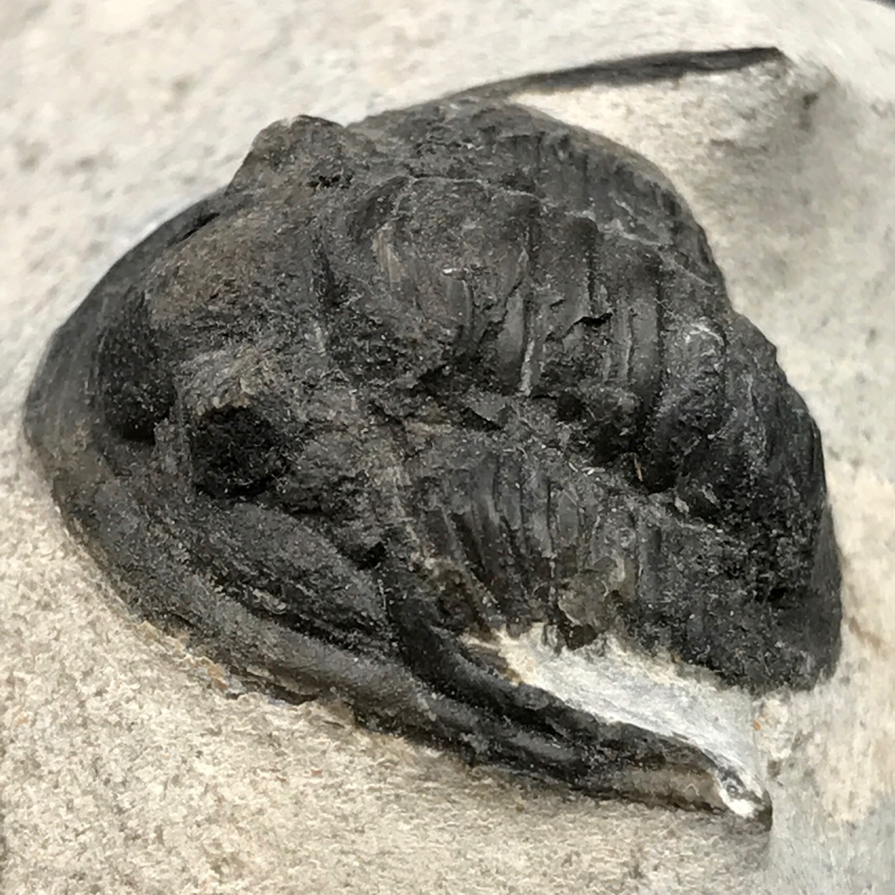 Trilobite Cornuproetus sur gangue du Moroc (réf tr19)