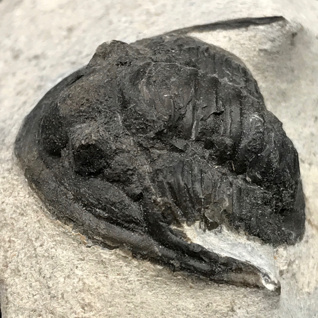 Trilobite Cornuproetus sur gangue du Moroc (réf tr19)