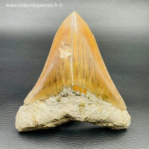 Dent de Mégalodon d’Indonésie “grande taille” (réf meg1)