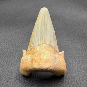 Dent de Requin fossile