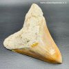 Dent de Mégalodon d'Indonésie "grande taille" (réf meg1) – Image 2