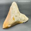 Dent de Mégalodon d'Indonésie "grande taille" (réf meg1) – Image 3