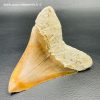 Dent de Mégalodon d'Indonésie "grande taille" (réf meg1) – Image 4