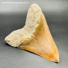 Dent de Mégalodon d'Indonésie "grande taille" (réf meg1) – Image 5