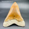 Dent de Mégalodon d'Indonésie "grande taille" (réf meg1) – Image 7