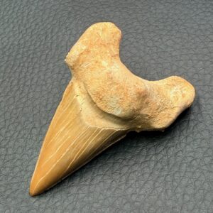 Dent de Requin Fossile